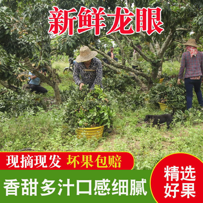 树上的新鲜龙眼