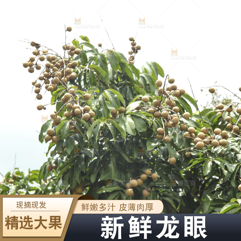 树上的新鲜龙眼