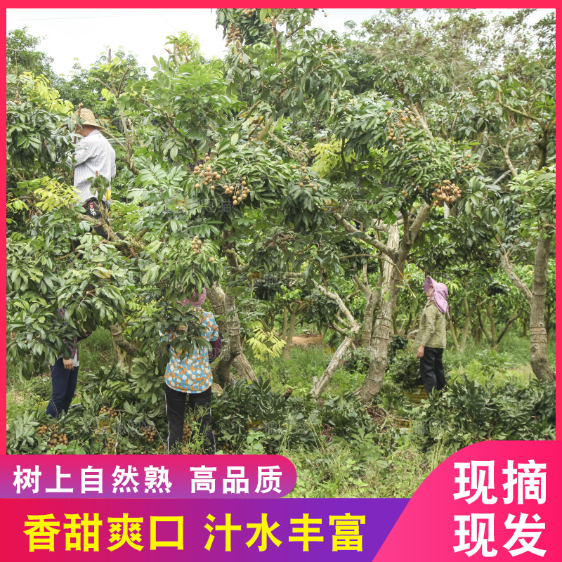树上的新鲜龙眼
