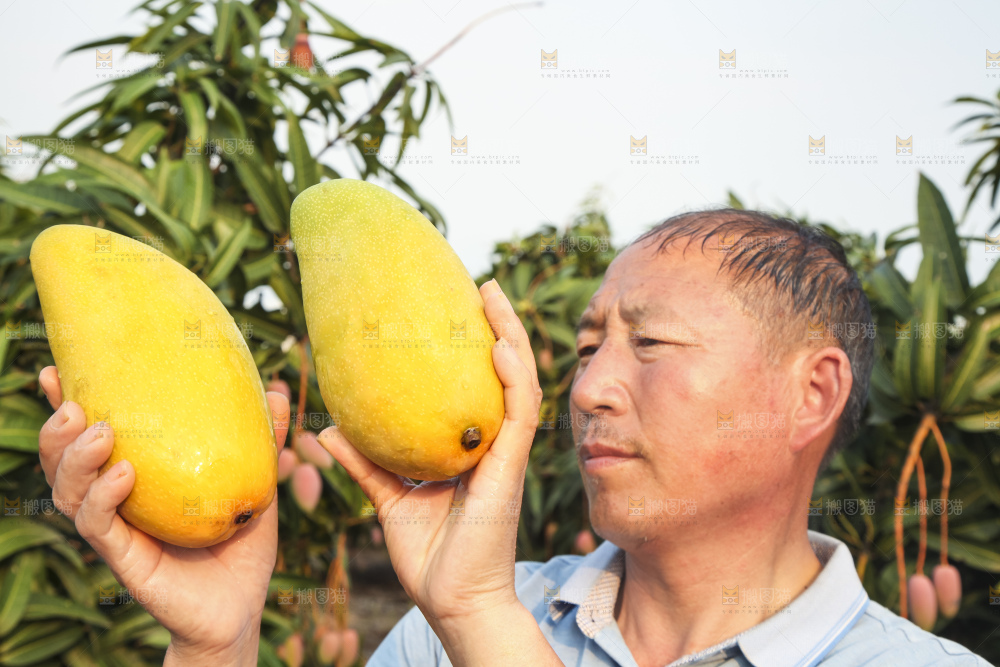 手里拿着金煌芒