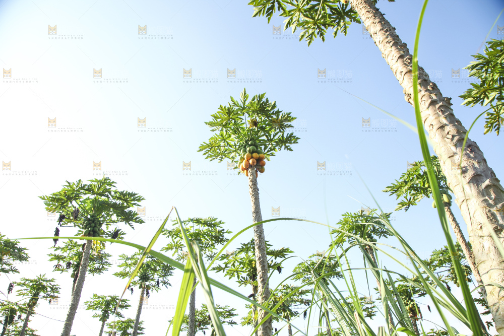 树上的木瓜