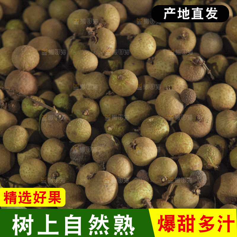 树上的新鲜龙眼