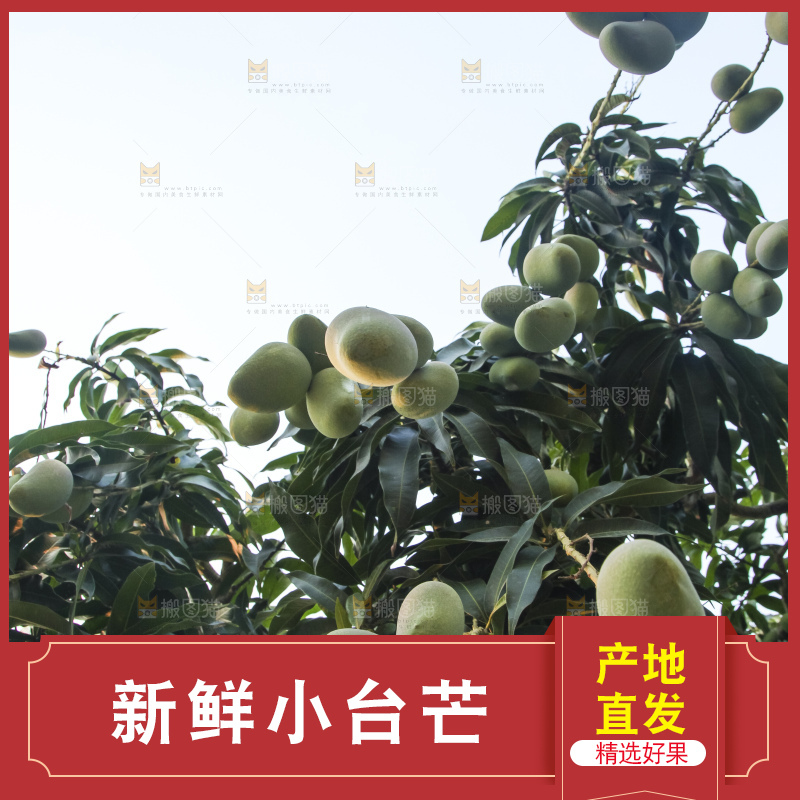 树上的小台芒
