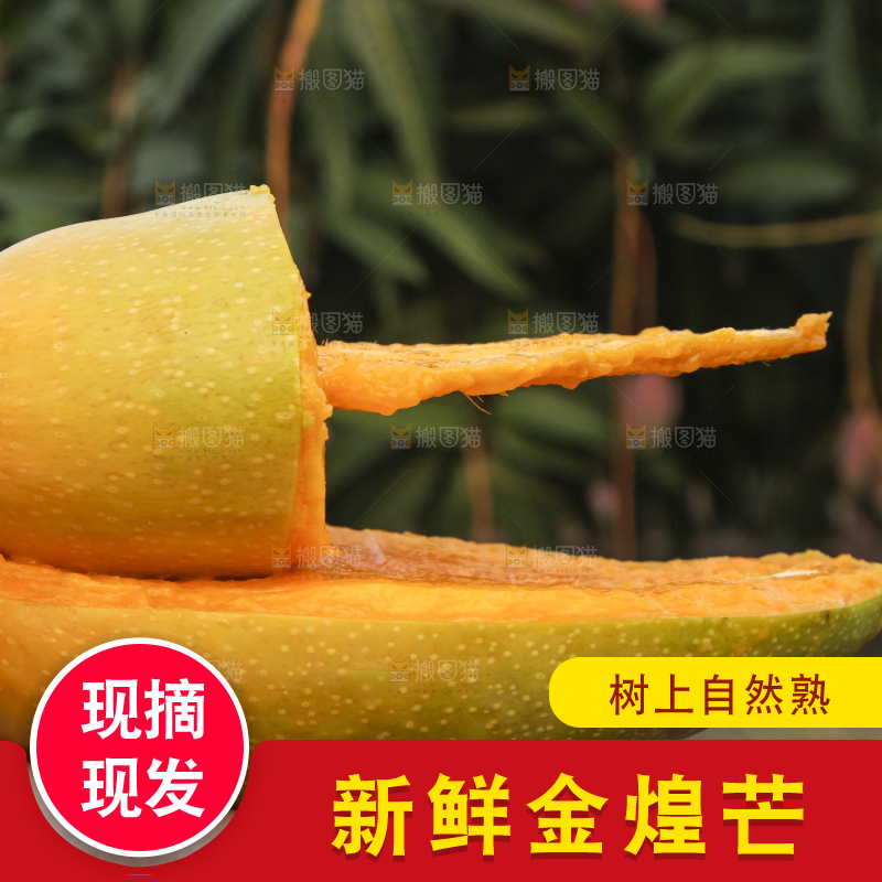 手里拿着金煌芒
