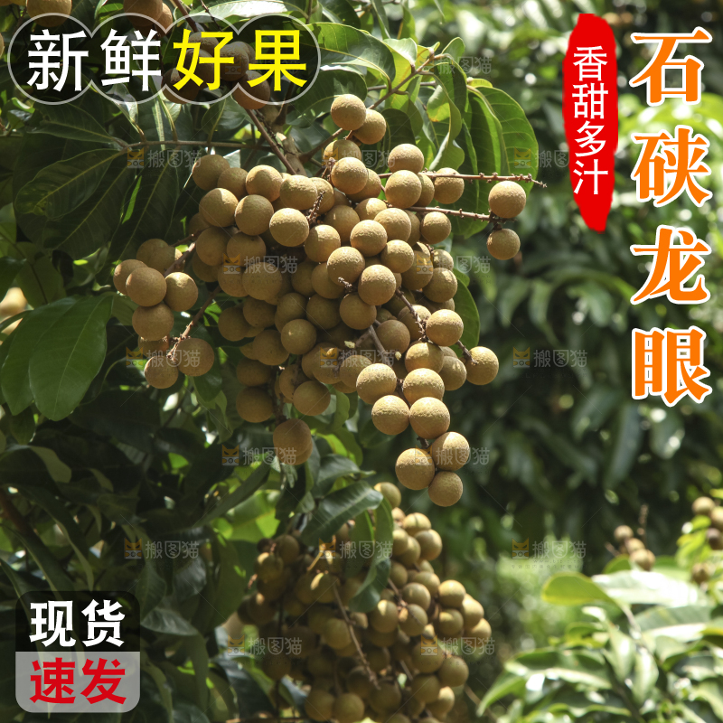 树上的新鲜龙眼