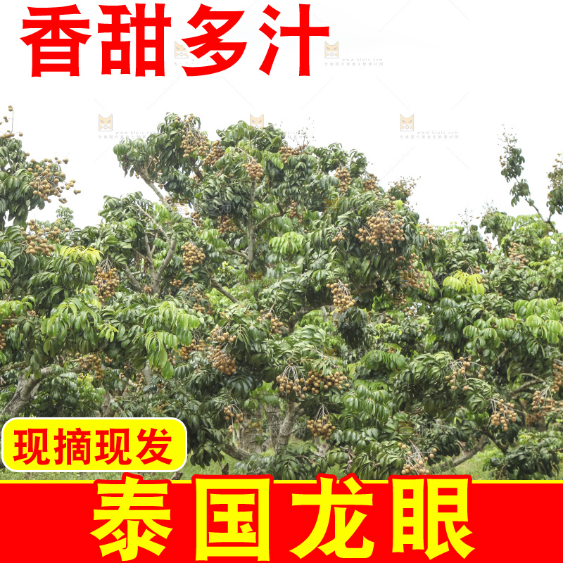 树上的新鲜龙眼