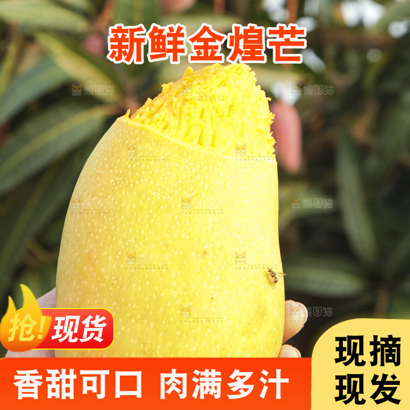 手里拿着金煌芒
