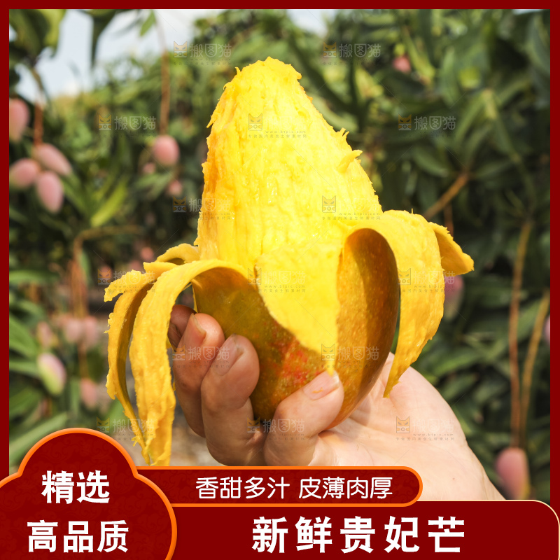 树上的新鲜芒果