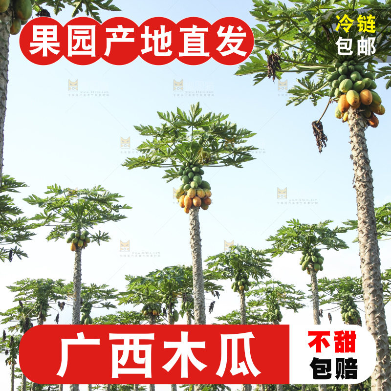 树上的木瓜