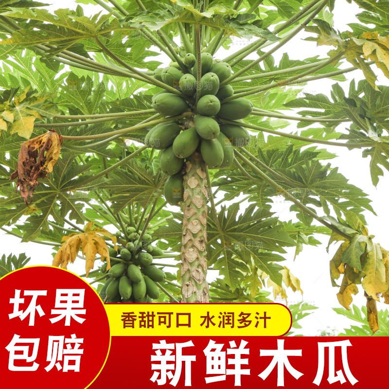 树上的木瓜