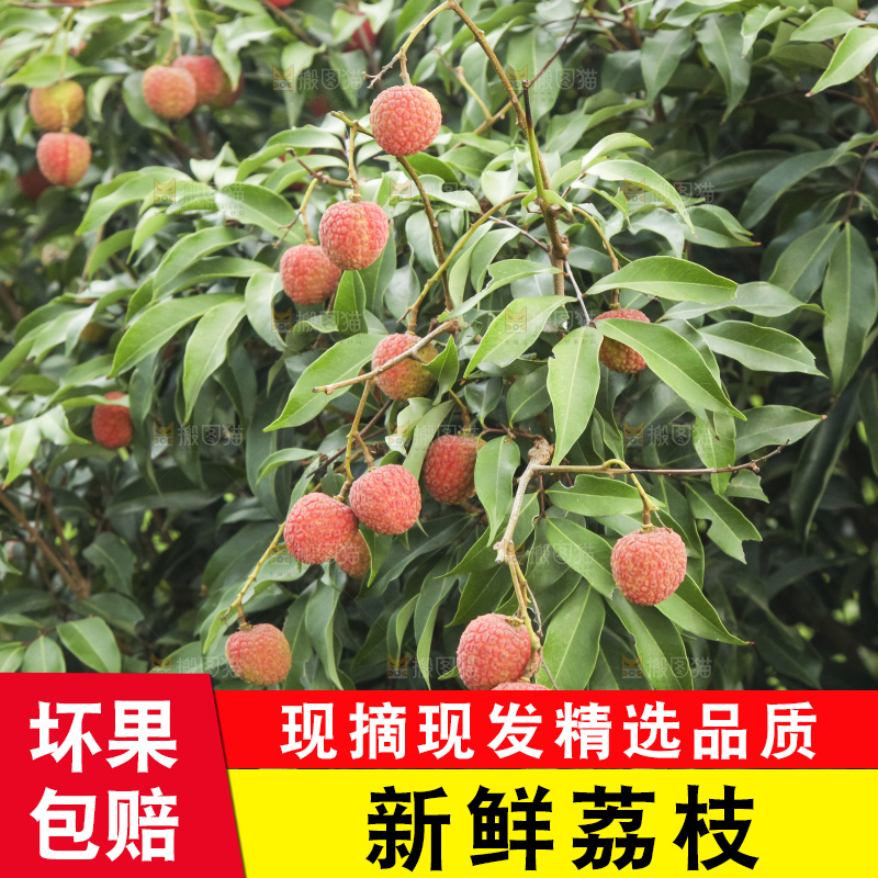 树上的荔枝