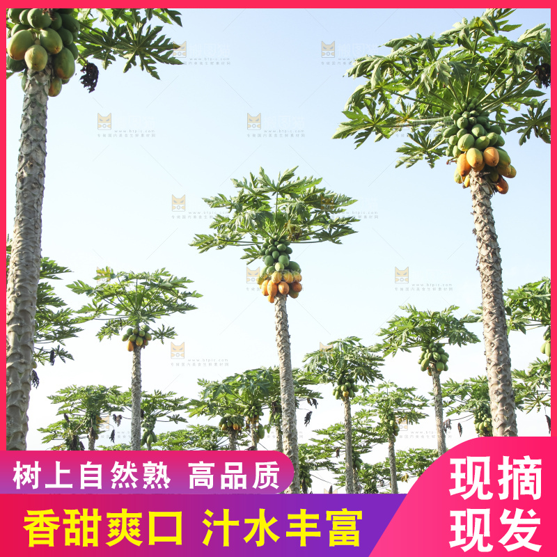 树上的木瓜