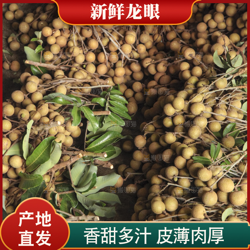 树上的新鲜龙眼