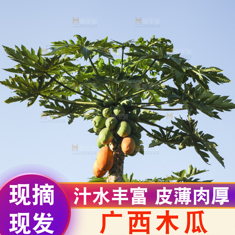树上的木瓜