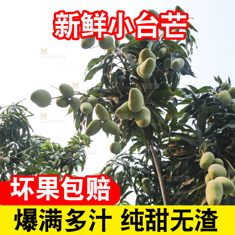 树上的小台芒