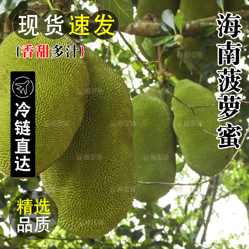 树上的新鲜菠萝蜜
