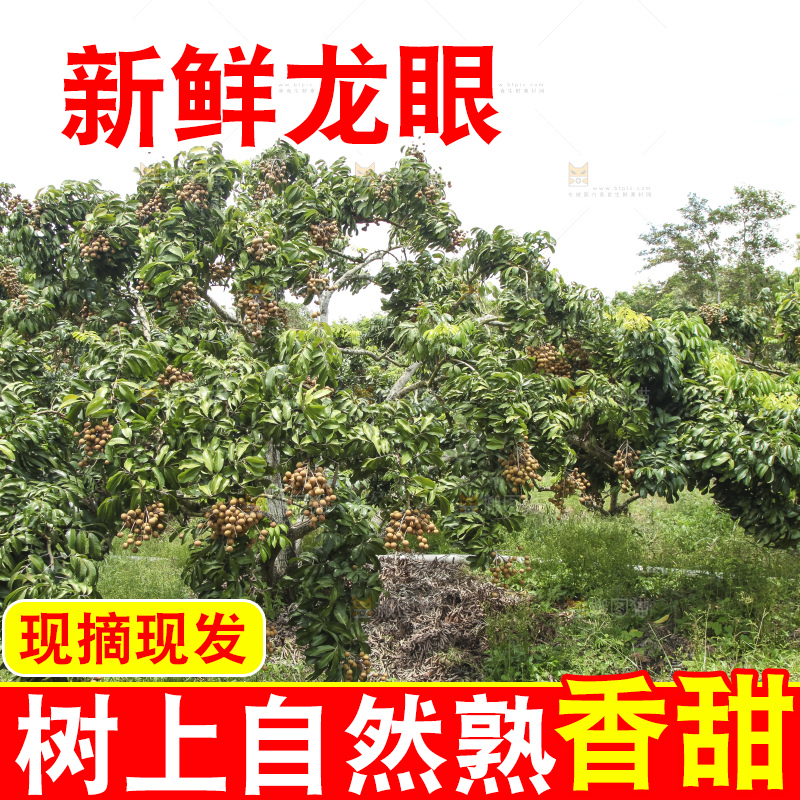 树上的新鲜龙眼