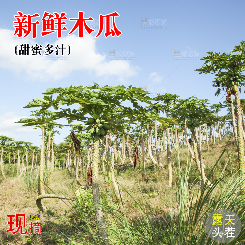 树上的木瓜