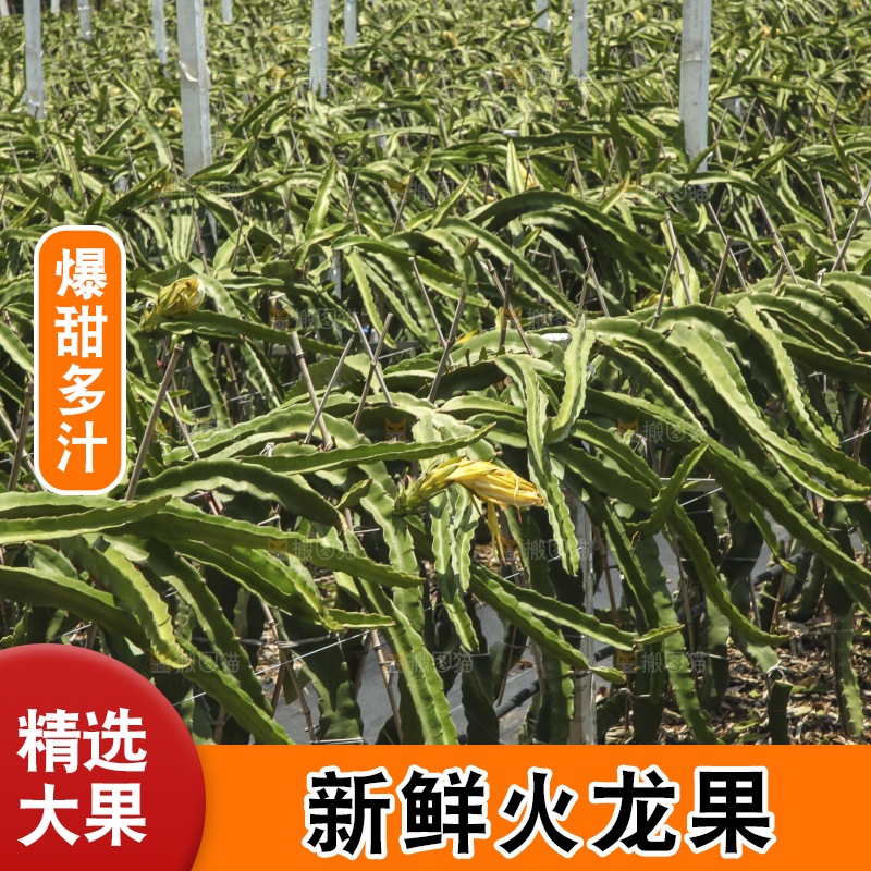 火龙果产地