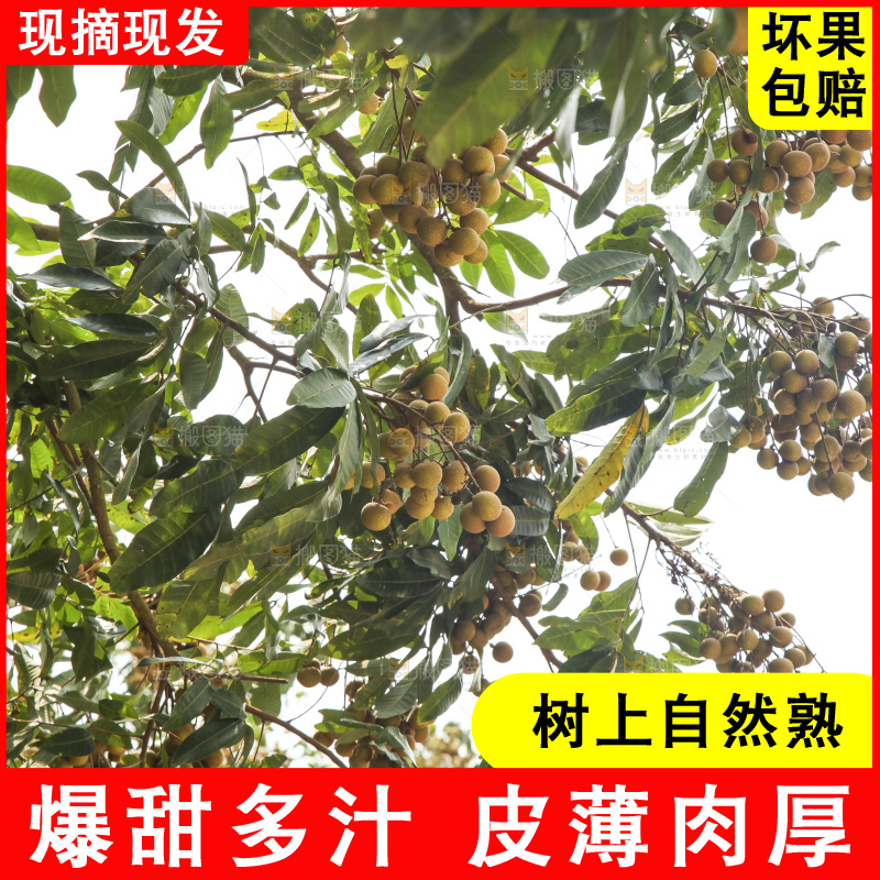 树上的新鲜龙眼