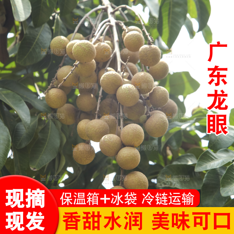 树上的新鲜龙眼