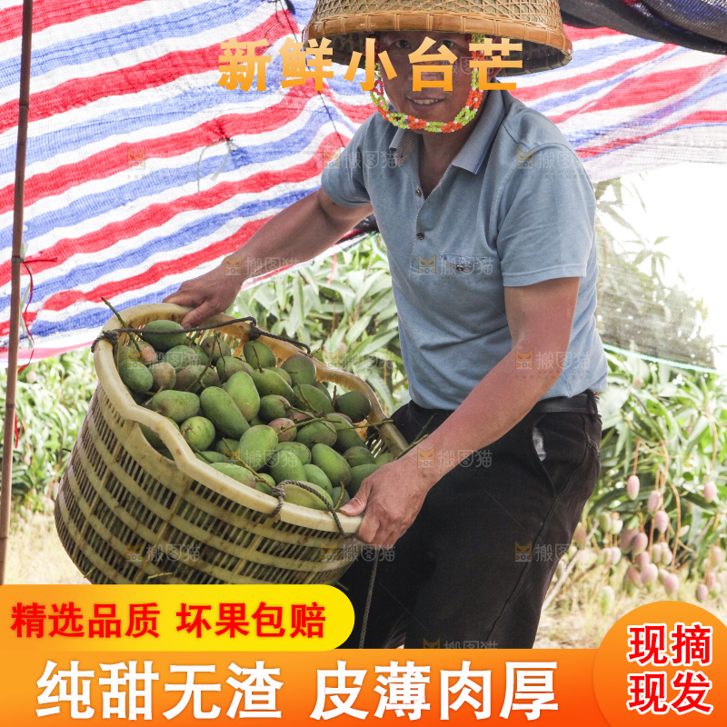 树上的小台芒