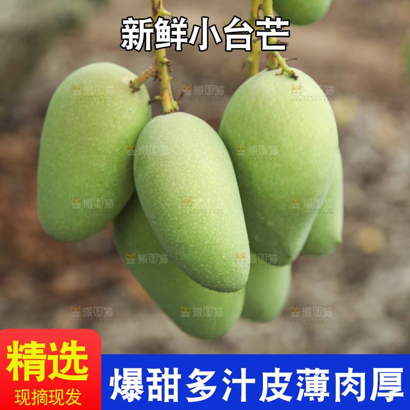 树上的小台芒