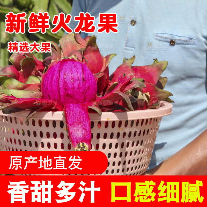 火龙果产地