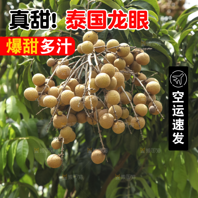 树上的新鲜龙眼