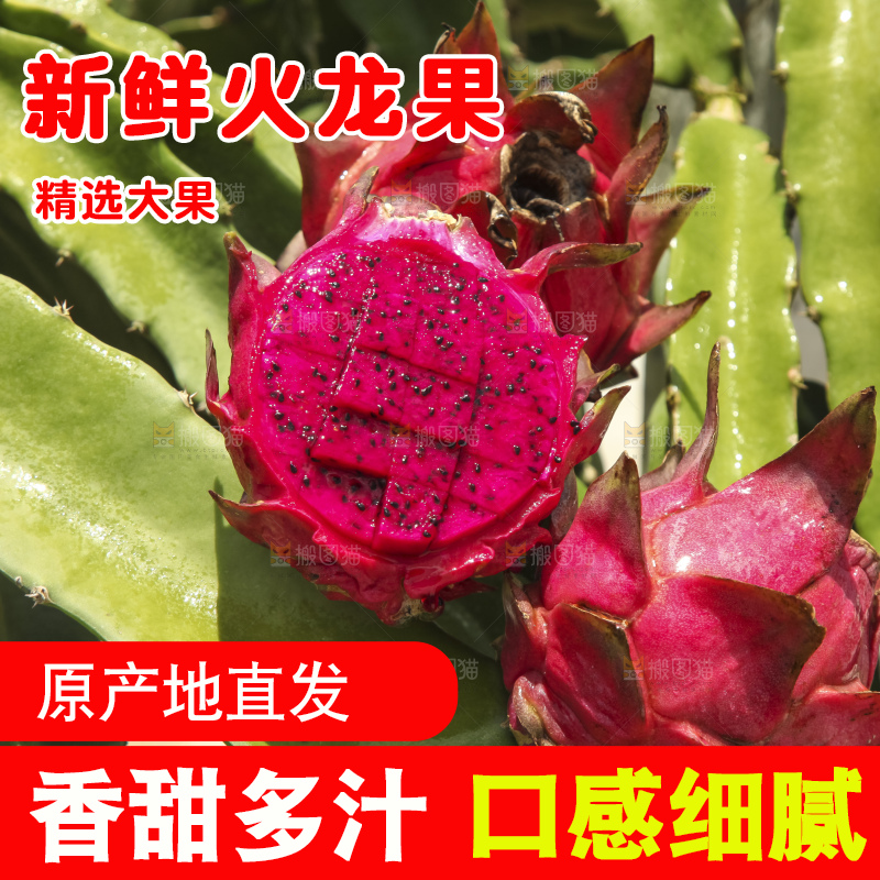 火龙果产地