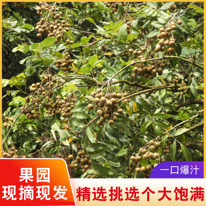 树上的新鲜龙眼