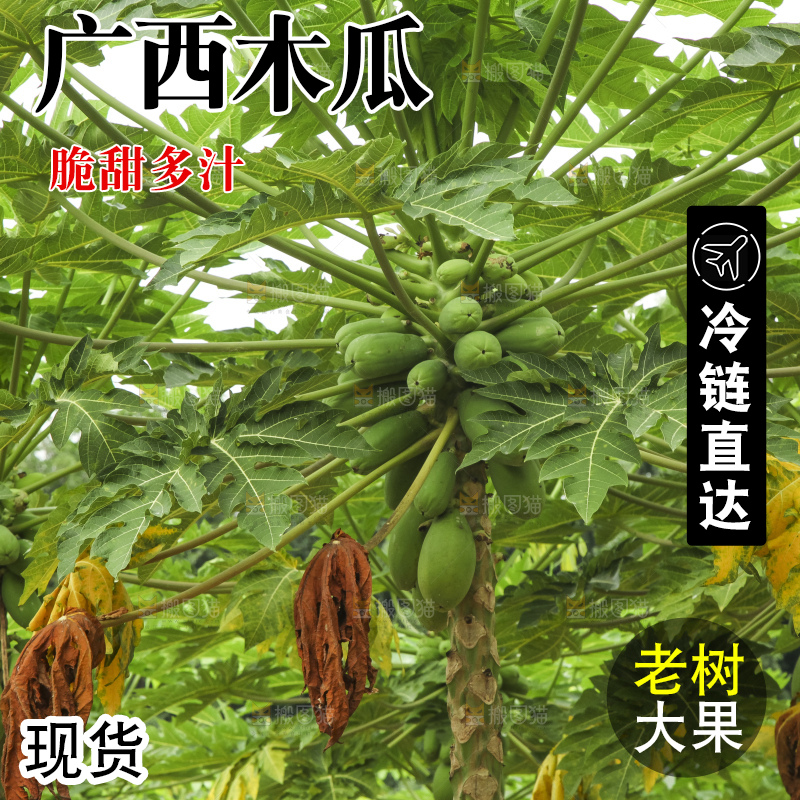 树上的木瓜