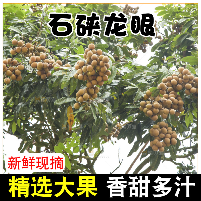 树上的新鲜龙眼