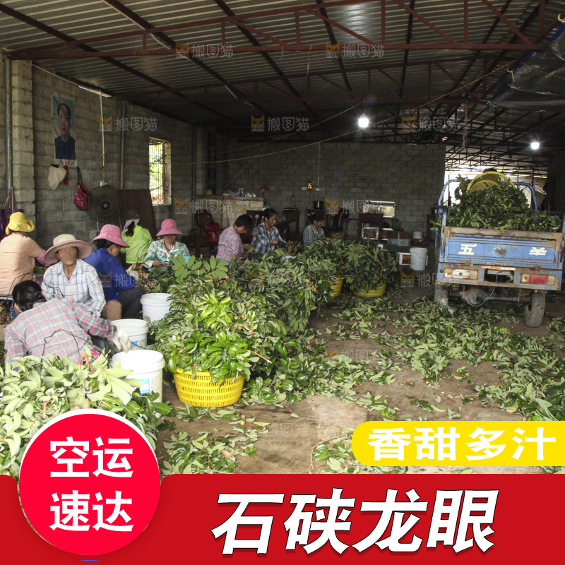 树上的新鲜龙眼