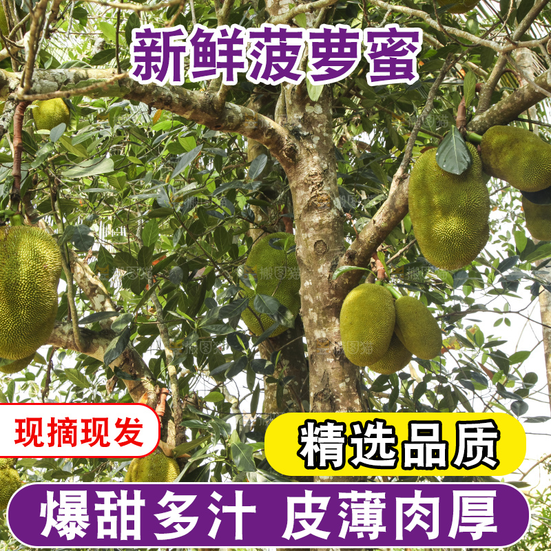 树上的新鲜菠萝蜜