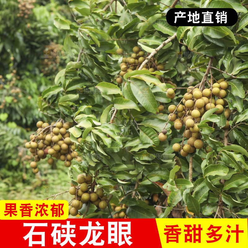 树上的新鲜龙眼