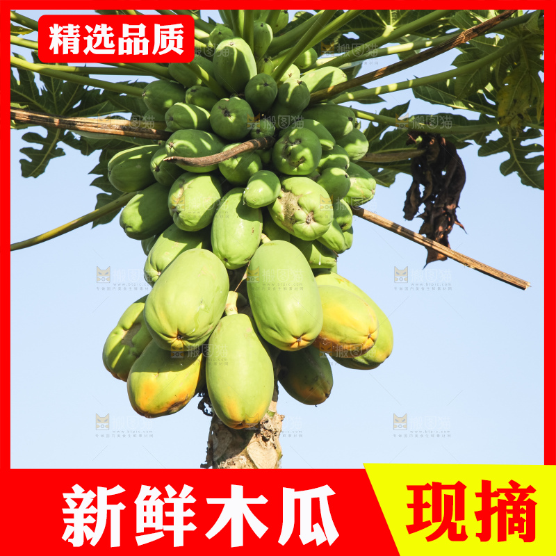 树上的木瓜