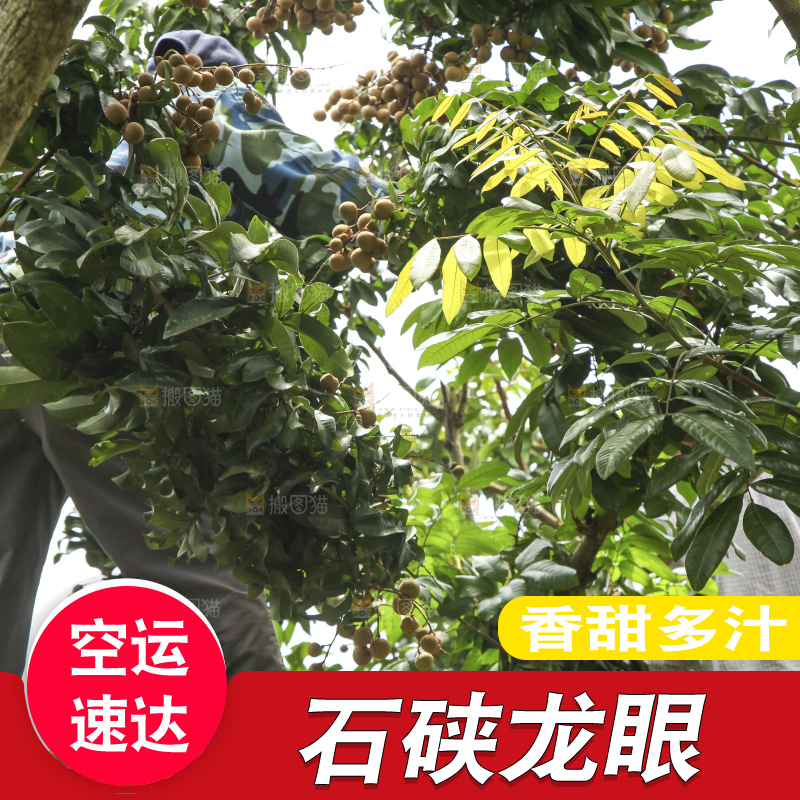 树上的新鲜龙眼