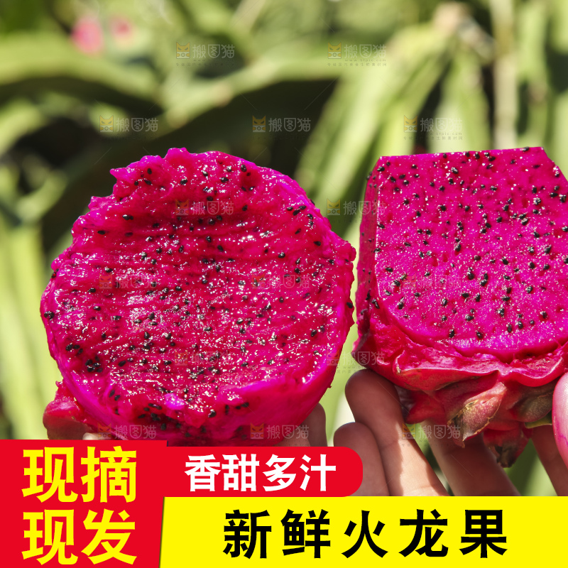 火龙果产地