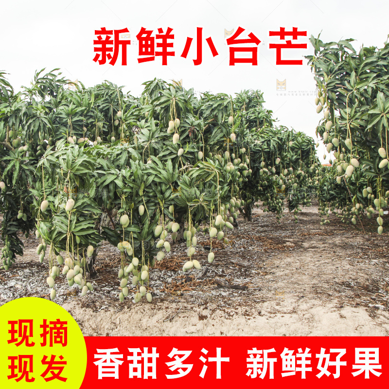 树上的小台芒