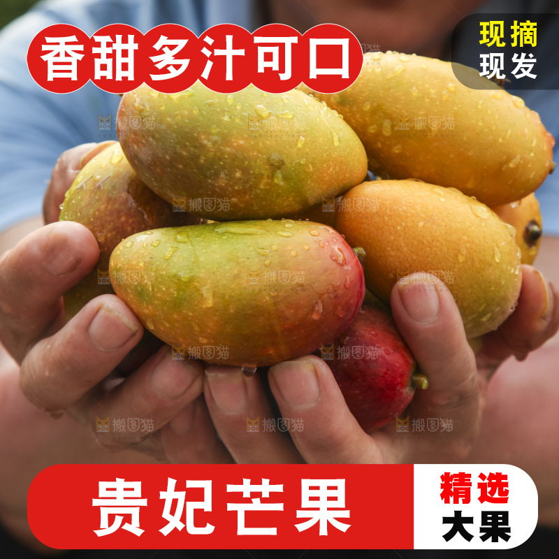 树上的新鲜芒果