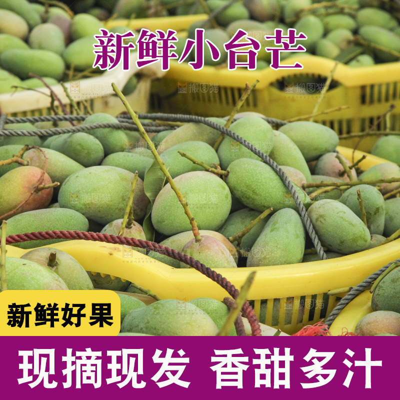 树上的小台芒
