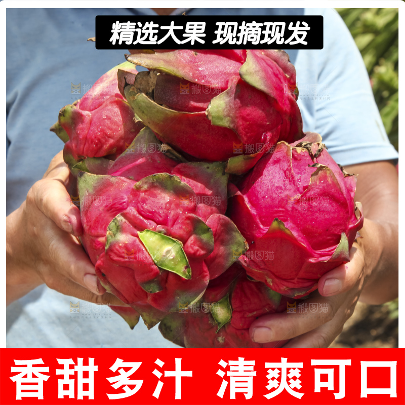 火龙果产地