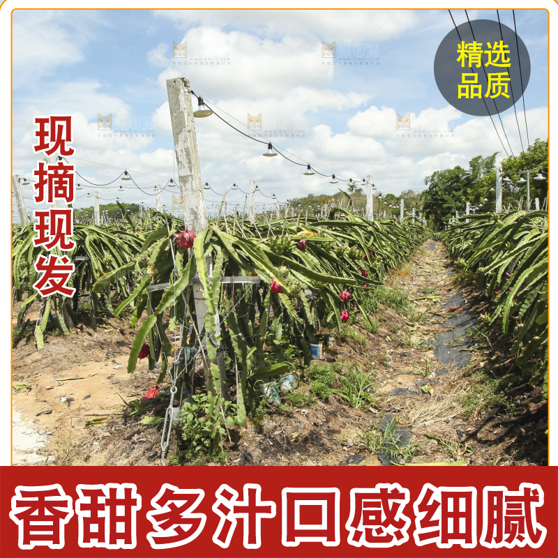 火龙果产地