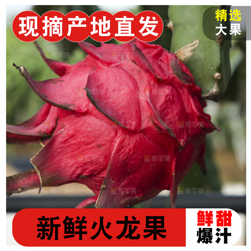 火龙果产地