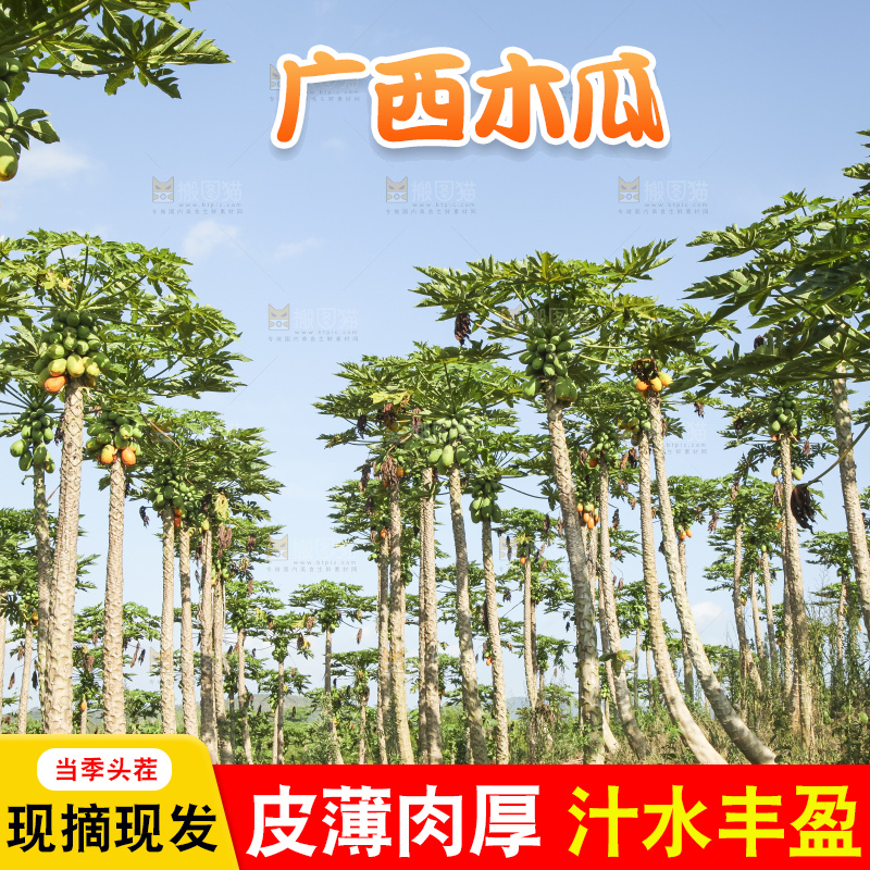 树上的木瓜
