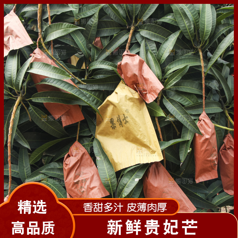 树上的新鲜芒果