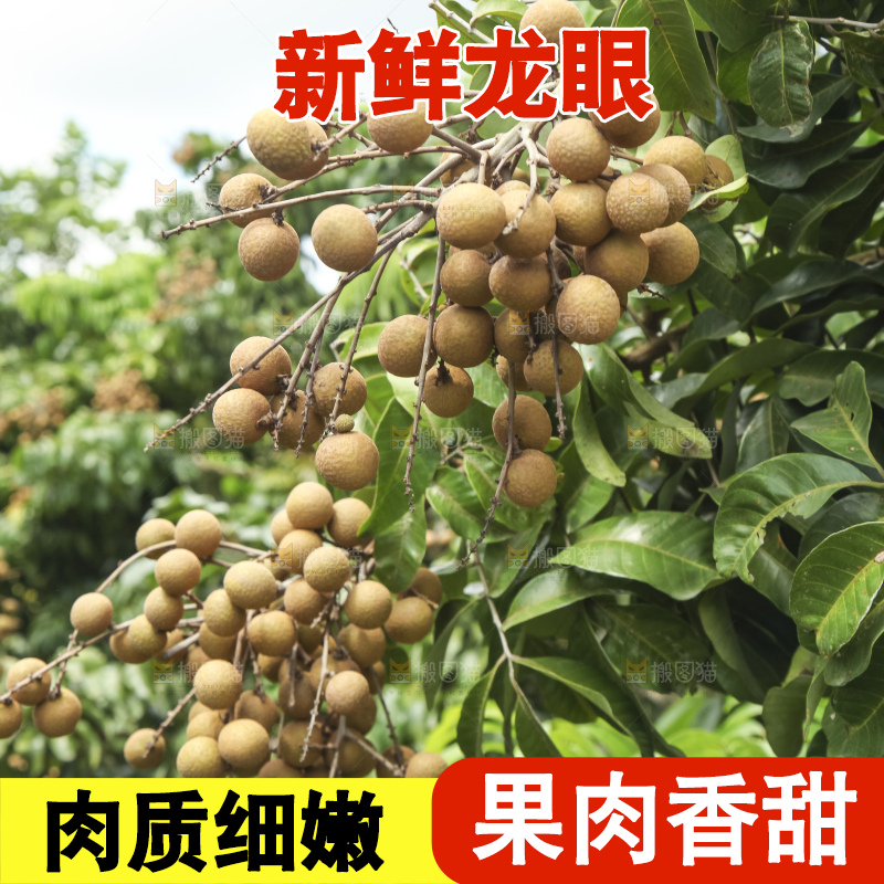 树上的新鲜龙眼