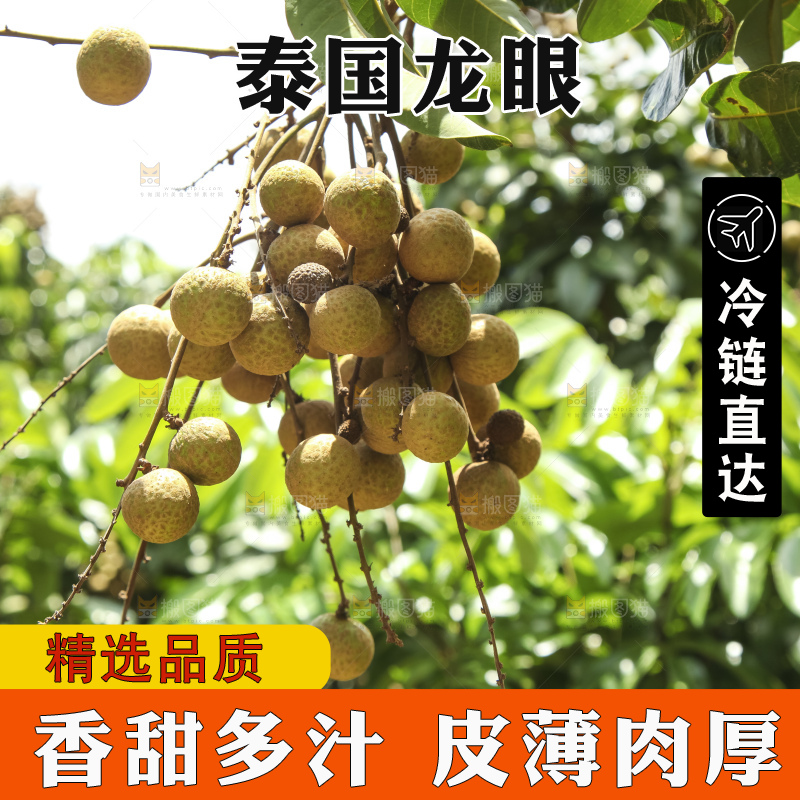树上的新鲜龙眼