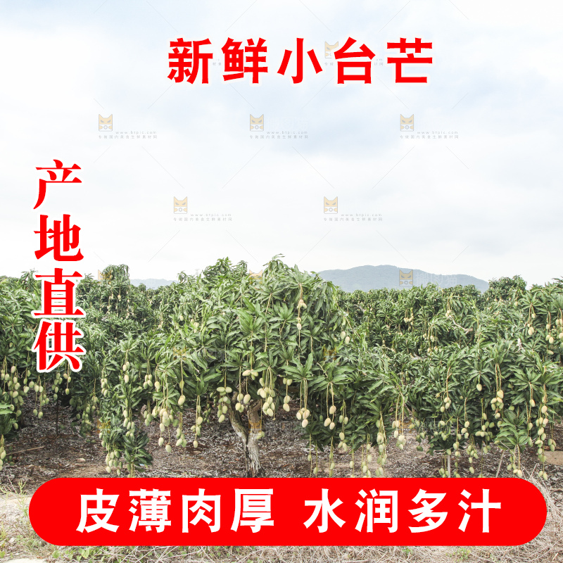 树上的小台芒